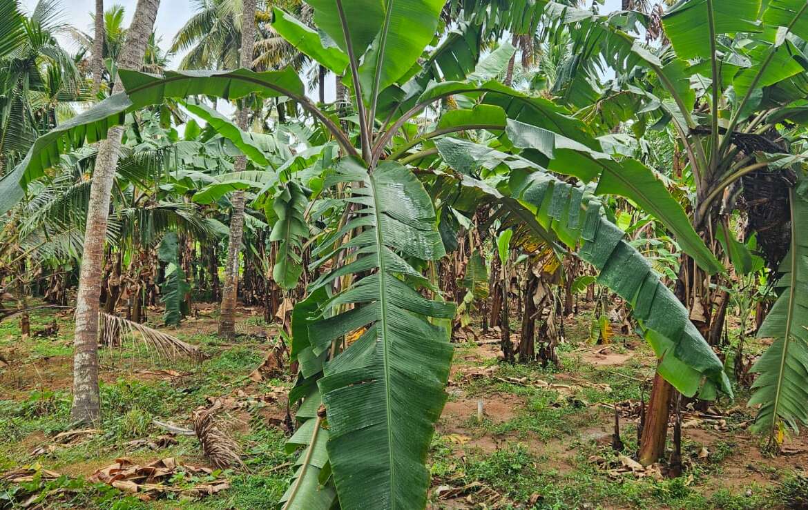 Land for sale in Allankottai
