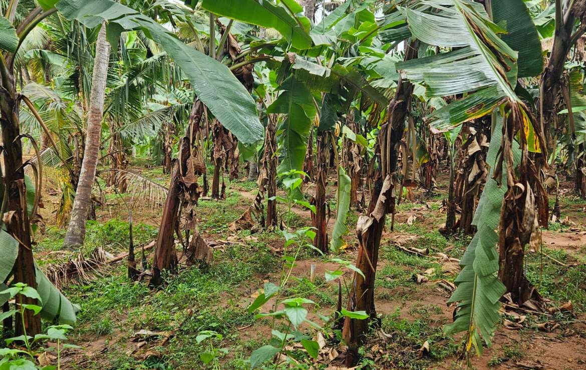 Land for sale in Allankottai