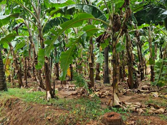 Land for sale in Allankottai