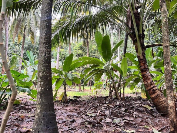 Land for Sale in Koduppakuzhi 6 Land for Sale in Koduppakuzhi