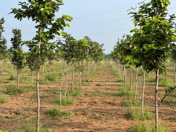 Best Investment Red Sandalwood Plots for Sale in Ariyakulam, Tirunelveli. 4 Plot for sale in Ariyakulam 2