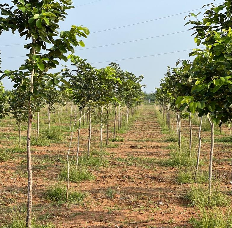 Plot for sale in Ariyakulam 2