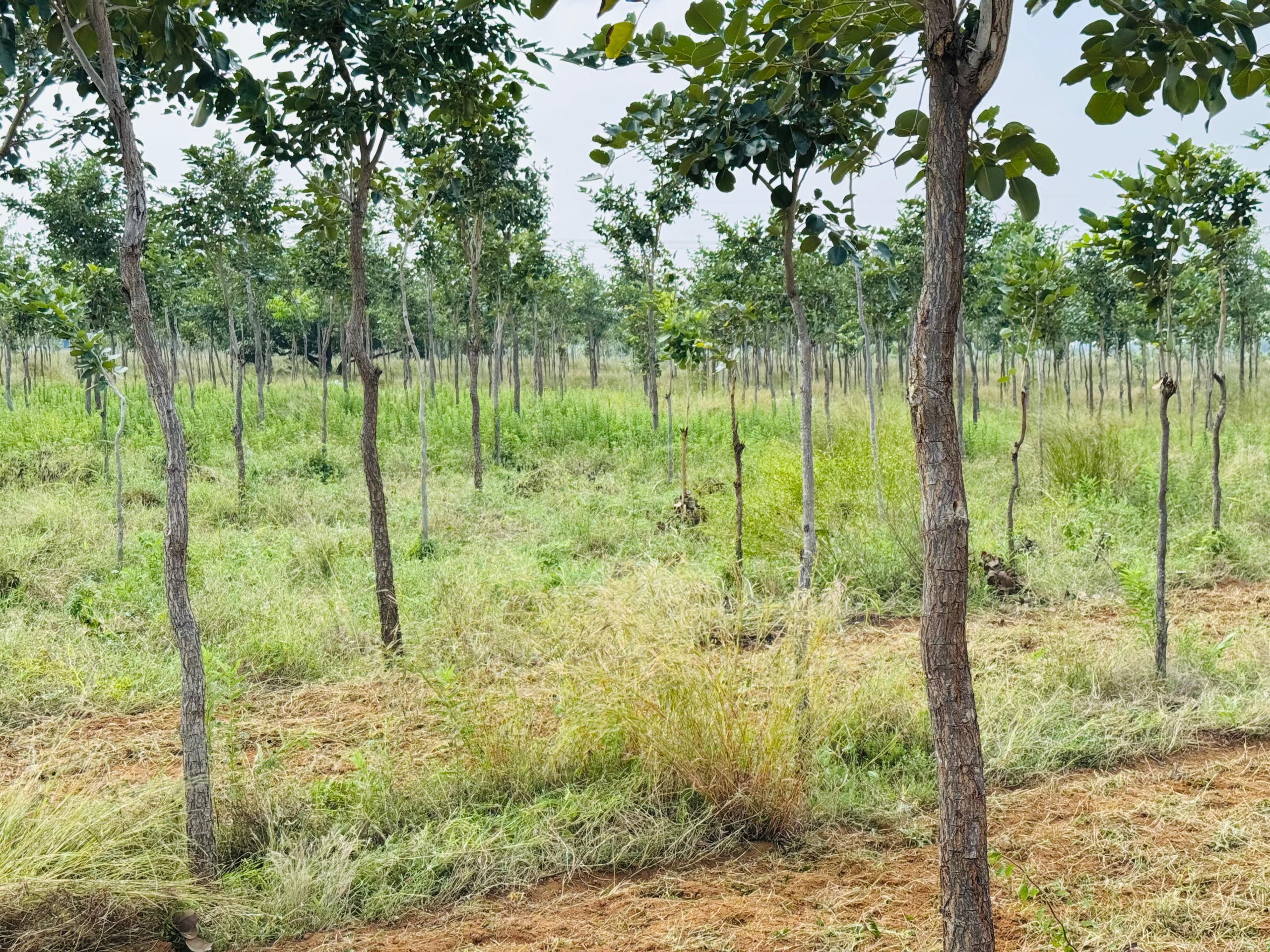 Plot-for-sale-in-Ariyakulam-3